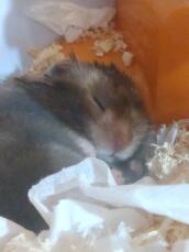 A hamster asleep in it's nest.
