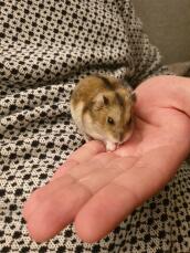 Un piccolo criceto nano marrone sulla mano del suo proprietario