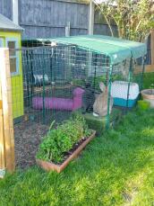 Rabbits in their enclosure covered by an opaque cover