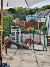 A cat in a catio, installed on a back garden