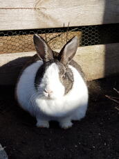 Ein pummeliges schwarz-weißes kaninchen saß in der sonne