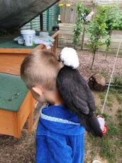 Kurczak siedzący na plecach chłopca