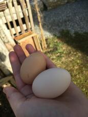 two large eggs in a woman's hand in a garden