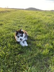 Husky im gras sitzend und an einem stock kauend an einem sonnigen tag