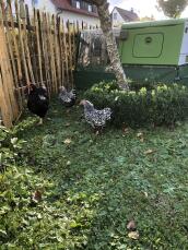 Poulailler vert dans un jardin avec des poules à l'extérieur près d'une clôture de jardin