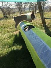 Kaninchen springt über tunnel