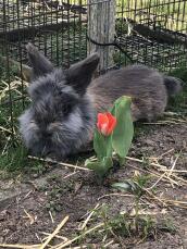 Un grand lapin pelucheux à la fourrure grise dans un jardin