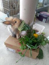 Des lapins qui aiment grignoter :)
