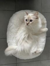 A white cat in a white donut shaped cat bed