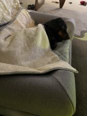 Buddy houdt van zijn Omlet bed en deken
