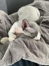 Un chaton gris appréciant sa couverture
