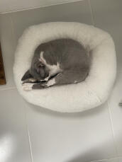 Un gatto grigio che dorme pacificamente nel suo letto bianco a forma di ciambella