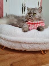 Kat zittend op Omlet Maya kat donut bed met Gold haarspeld voeten