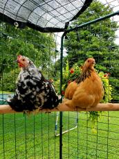 Deux poulets sur un perchoir, à l'intérieur d'un enclos