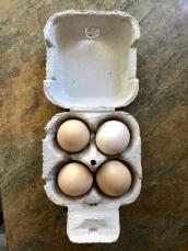 4 eier von 4 silkies heute ! der perfekte tag für die beste 4-eier-box ! wir sind glückliche silkie-halter ! 