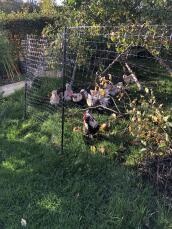 Kilka kurczaków wędrujących wewnątrz ogrodzenia dla kurcząt