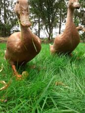 Ducks walking through grass