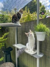 Deux chats dans un jardin ensoleillé, assis sur leur arbre à chat extérieur