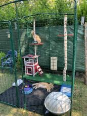 Tabby and Darcy the cats in their large enclosure