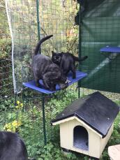 Two cats on a blue outdoor shelf