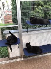Three cats on blue outdoor shelves