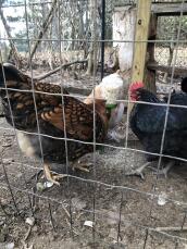 Kyllinger i løp hakke på Omlet Pendant Poppy