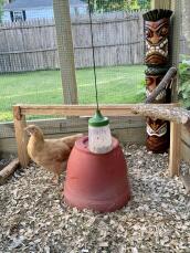 A Omlet peck toy hanging in a chicken run.