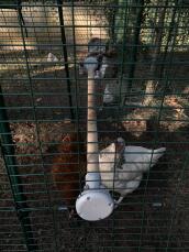 Chickens in run with Omlet Universal Chicken Perch