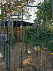 En stor tur i løp med høner inne i en hage