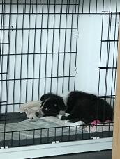 Ein schwarzer und weißer hund, der in einer kiste schläft