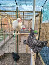 Two chickens on perches connected to a pole