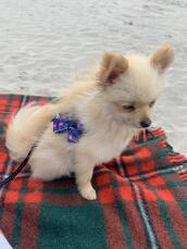 A pretty pomeranian dog on the beach.