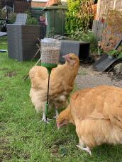 Dwa kurczaki wydziobujące nasiona z zabawki do dziobania