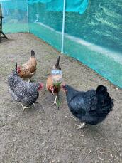 Poppy Peck Toy keeping my girls happy in Avian Lockdown