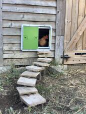 Zielone automatyczne drzwi do kurnika zamontowane na drewnianym kurniku