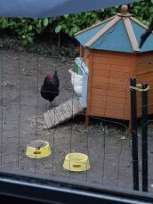 Een zwarte kip stond buiten een houten kippenhok met een groene Autodoor eraan