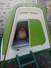 A chicken resting in her green coop