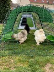 Tre små kycklingar som vandrar i sin hönsgård