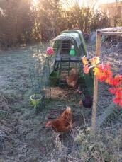 Ein grüner hühnerstall in einem winterlichen garten, während im hintergrund die sonne untergeht