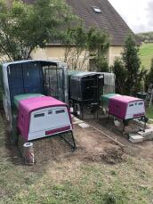 Two Omlet purple Eglu Cube large chicken coops and runs connected to Omlet walk in chicken runs