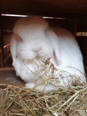A white rabbit eating lots of hay.