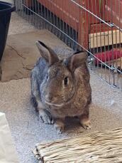 A beautiful wildcross rabbit living in my house.