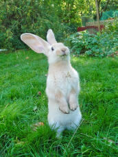 Cute Rabbit standing on its back legs in the garden