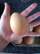 a giant rhode island red chicken free range egg