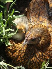 Vår Golden sebright hen paula med sin kyckling tweety 