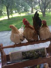 Three serama chickens sat on a perch