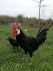 En stor svart kyckling och en liten svart kyckling på gräset