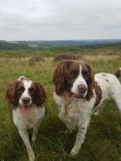 two springer spaniel dogs on a walk in the country side