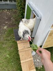 Kippen die uit hun hok komen door een automatische deur, aangetrokken door wat sla die ze krijgen aangereikt
