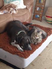 A cat and a dog sharing a grey bed with a brown microfiber topper